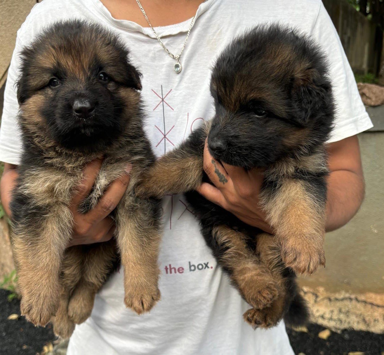 German Shepherd puppies for sale In Mumbai